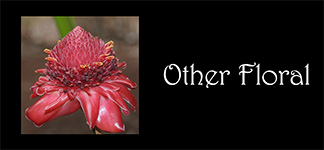 Floral-Other